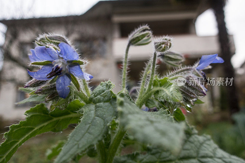 琉璃苣花(Borago Officinalis)在秋季花园